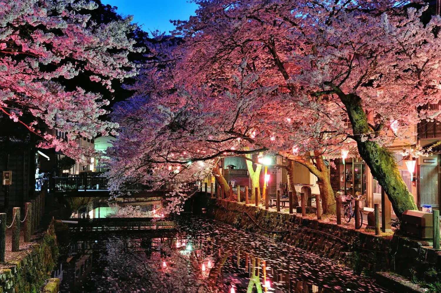 Photo : Les cerisiers en fleurs illuminés la nuit le long de la rivière Otani