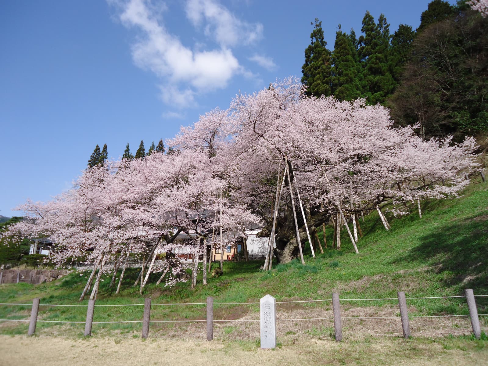 Photo : Garyu-zakura