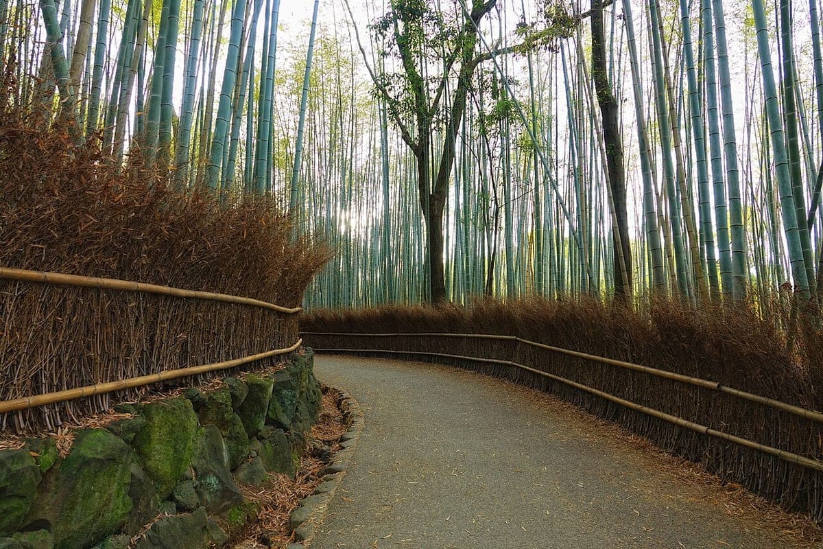 El sendero entre los altos tallos del bosque de bambú de Arashiyama