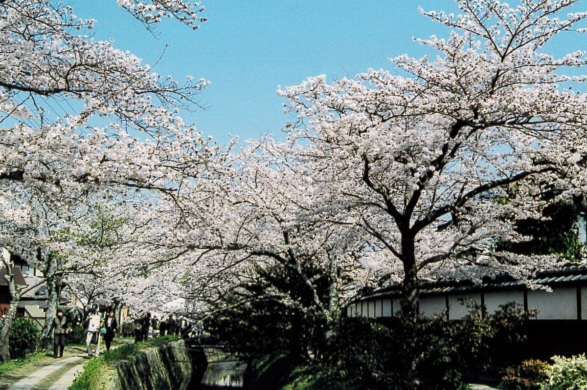 Cerezos en plena floración sobre el canal del Camino del Filósofo