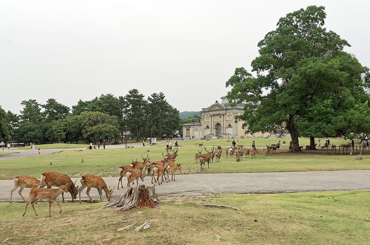 Una manada de ciervos sika pastando en el césped del Parque de Nara